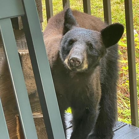 Vila Bears Among Us Gatlinburg Exteriér fotografie
