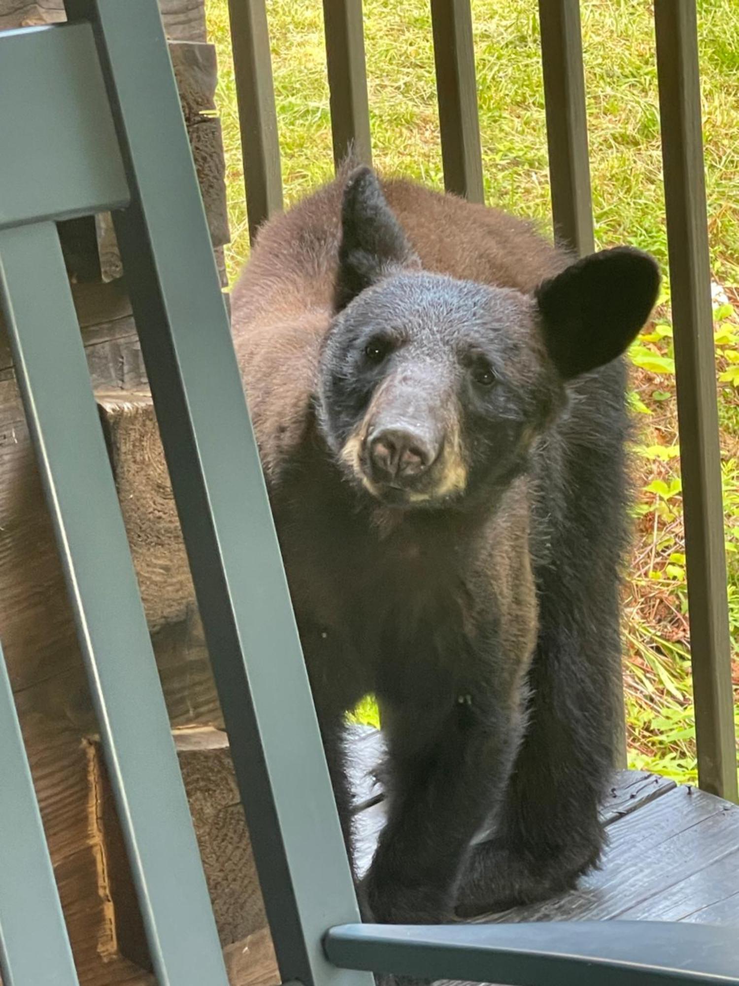 Vila Bears Among Us Gatlinburg Exteriér fotografie