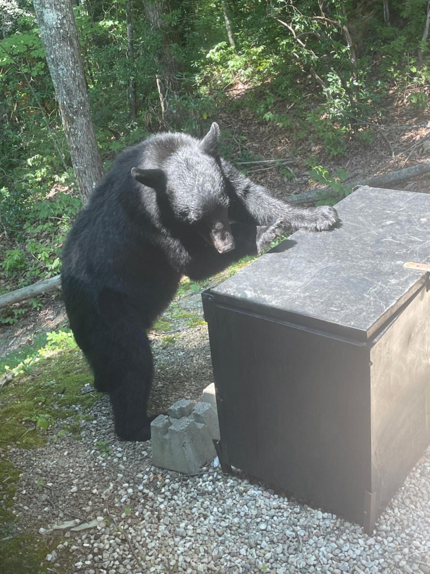 Vila Bears Among Us Gatlinburg Exteriér fotografie