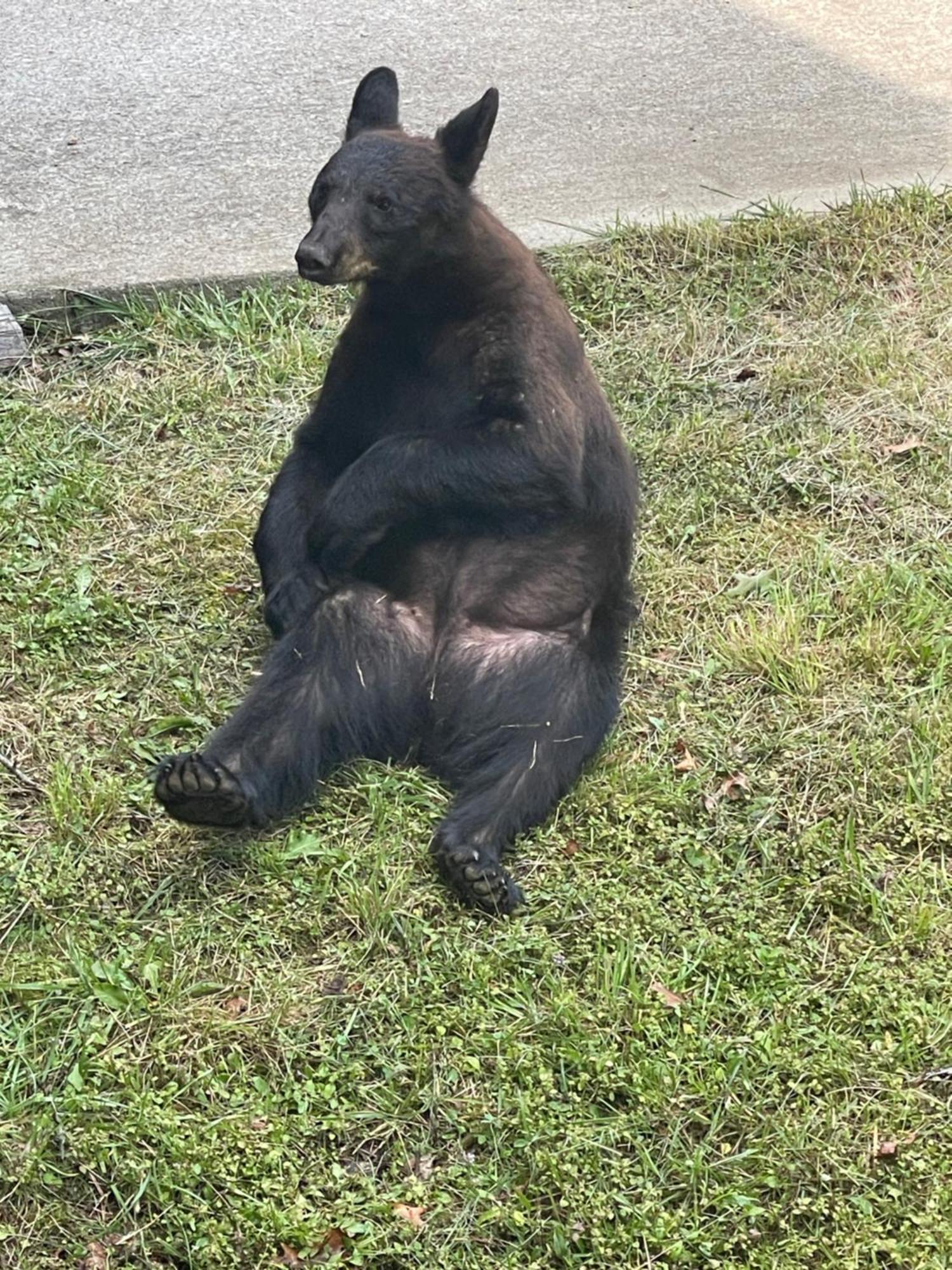 Vila Bears Among Us Gatlinburg Exteriér fotografie